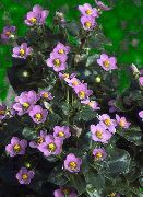 pink Persian Violet, German Violet Garden Flowers photo