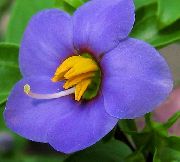 blue Persian Violet, German Violet Garden Flowers photo
