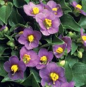 pourpre Le Violet Persan, Violet Allemand Fleurs Jardin photo