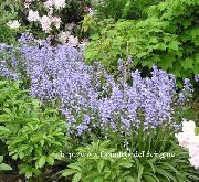 azzurro Bluebell Spagnolo, Giacinto Di Legno Fiori del giardino foto
