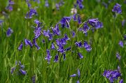 蓝色 西班牙风铃草，木葫芦 园林花卉 照片