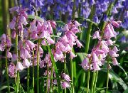 pink Spanish Bluebell, Wood Hyacinth Garden Flowers photo