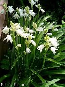 biały Endymion Kwiaty ogrodowe zdjęcie