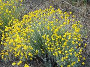 жовтий Еріофіллум Садові Квіти фото