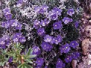 紫 北极勿忘我不是，高山勿忘我不 园林花卉 照片