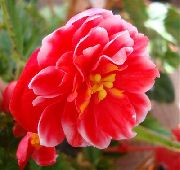 rouge Gentiane, Lisianthus, Jacinthe Texas Fleurs Jardin photo