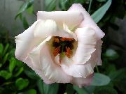 白 草原龙胆，洋桔梗，德州风信子 园林花卉 照片