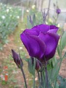 紫 草原龙胆，洋桔梗，德州风信子 园林花卉 照片
