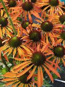 laranja Coneflower, Coneflower Oriental Flores do Jardim foto