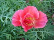 photo Pavot De Californie Fleur