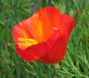 raudonas California Poppy Sodo Gėlės nuotrauka