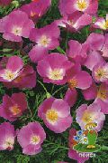 syrin California Poppy Hage Blomster bilde