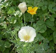 baltas California Poppy Sodo Gėlės nuotrauka