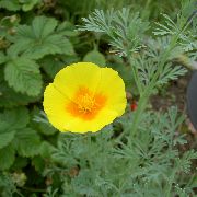 amarelo Papoila De Califórnia Flores do Jardim foto