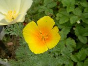 橙 加州罂粟 园林花卉 照片