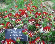 punainen Masmalo, Naisen Sormet Puutarhan Kukat kuva