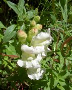 blanc Snapdragon, Museau De Belette Fleurs Jardin photo