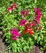 червен Snapdragon, Муцуната Невестулка Градински цветя снимка