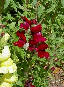 βουργουνδία Snapdragon, Ρύγχος Νυφίτσα Του λουλούδια στον κήπο φωτογραφία