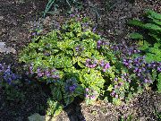 lilac Lamium, Dead Nettle Garden Flowers photo