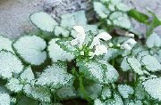 blanc Lamium, Ortie Fleurs Jardin photo