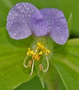 liliac Floare Zi, Spiderwort, Văduve Lacrimi  fotografie