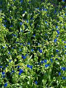 fénykép kék  Nap Virág, Spiderwort, Özvegyek Könnyek