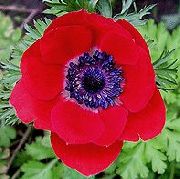 rot Krone Windfower, Griechisch Windröschen, Anemone Mohn Garten Blumen foto