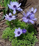 bleu ciel Couronne Windfower, Windflower Grecian, Pavot Anémone Fleurs Jardin photo