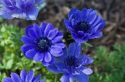 blauw Kroon Windfower, Grecian Windflower, Papaver Anemoon Tuin Bloemen foto