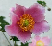 rosa Corona Windfower, Windflower Grecian, Papavero Anemone Fiori del giardino foto