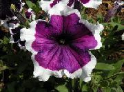 violetinė Petunijos Fortunia Sodo Gėlės nuotrauka