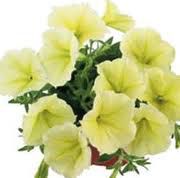 gul Petunia Fortunia Hage Blomster bilde