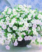 foto bianco Fiore Petunia Fortunia