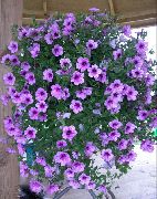 photo lilac Flower Petunia Fortunia