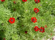 红 阿多尼斯 园林花卉 照片