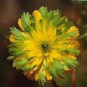grønn Adonis Hage Blomster bilde
