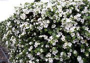 fehér Bacopa (Sutera) Kerti Virágok fénykép