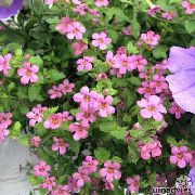 рожевий Бакопа (Сутера) Садові Квіти фото