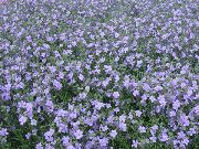 浅蓝 假马齿苋（泰拉） 园林花卉 照片