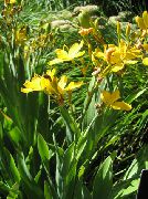 yellow Blackberry Lily, Leopard Lily Garden Flowers photo