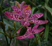 紫丁香 射干，豹百合 园林花卉 照片