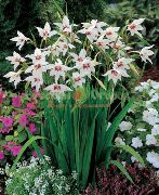 foto Abessinier Gladiolen, Pfau Orchideen, Duftenden Gladiolen, Schwertlilie Blume