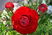 crvena Ranunculus, Perzijski Ljutić, Turban Ljutić, Perzijski Crowfoot Vrt Cvijeće foto