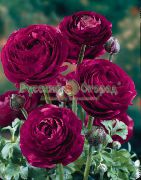 viininpunainen Ranunculus, Persian Leinikki, Turbaani Leinikki Puutarhan Kukat kuva