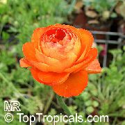 помаранчевий Ранункулюс (Лютик Азіатський) Садові Квіти фото