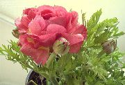 ružový Ranunculus, Perzština Iskerník, Turban Iskerník, Perzština Crowfoot Záhradné Kvety fotografie