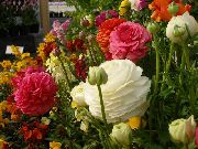 bijela Ranunculus, Perzijski Ljutić, Turban Ljutić, Perzijski Crowfoot Vrt Cvijeće foto
