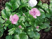 lila Ranunculus, Perzische Boterbloem, Tulband Boterbloem, Perzisch Ranonkel  foto