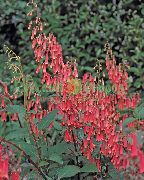 red Cape Fuchsia Garden Flowers photo